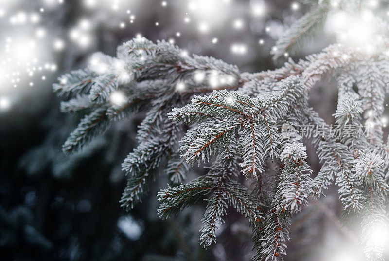 圣诞节，冬天的背景与结霜的松树。季节性的背景