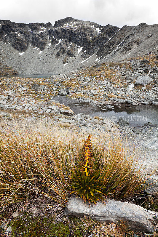 新西兰的高山植被和阿尔塔湖