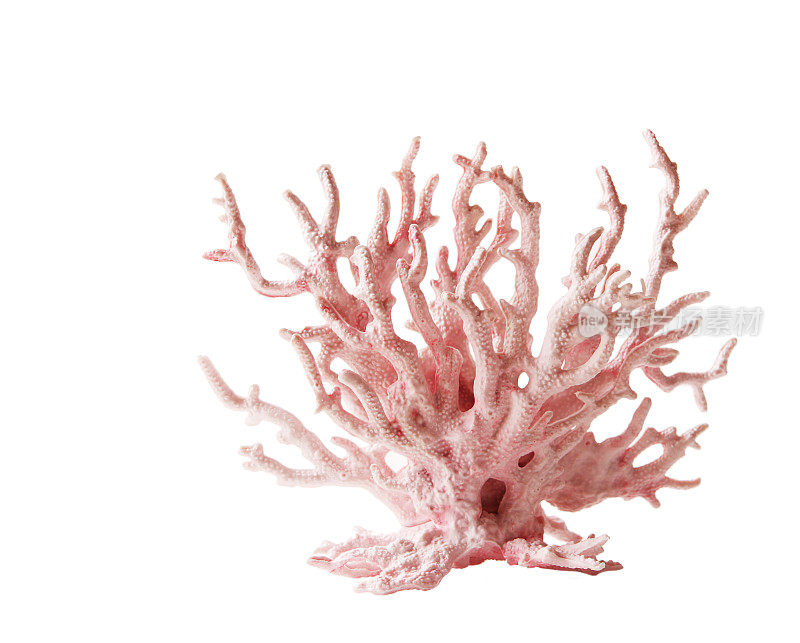 白色背景下的粉红色珊瑚