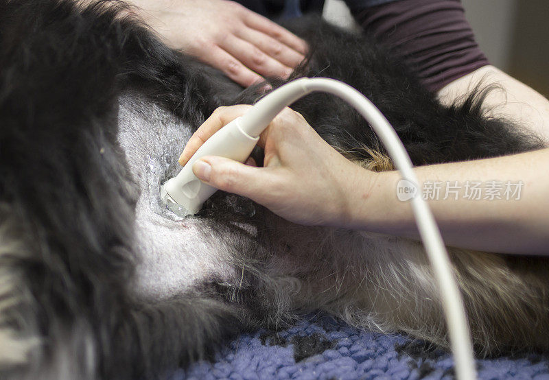 兽医正在给一只狗做超声波扫描