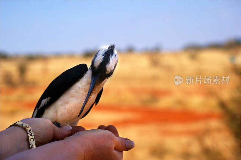 犀鸟