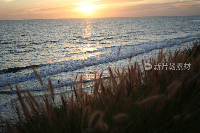 海洋日落和芦苇