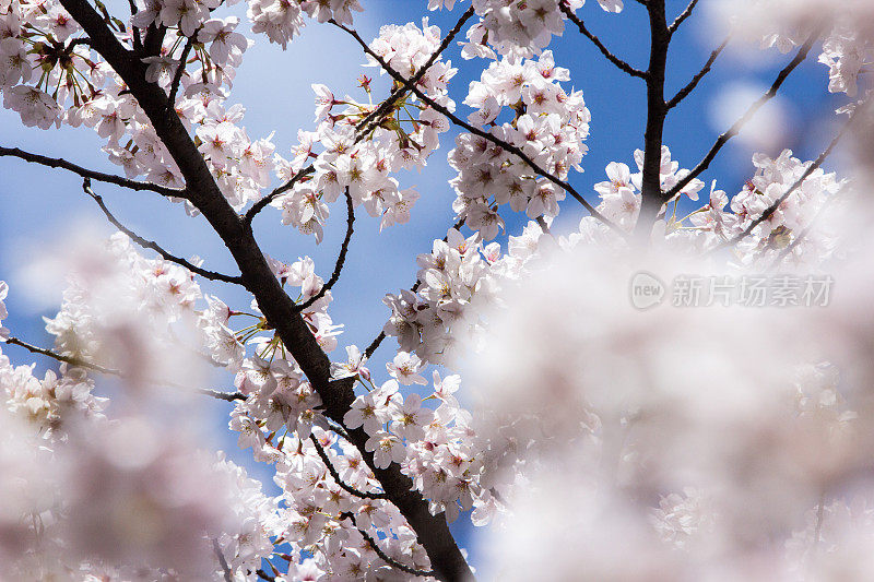 日本京都的樱花