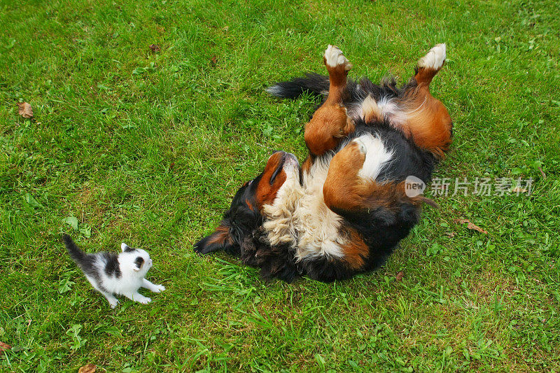 伯尔尼山犬和一只小猫