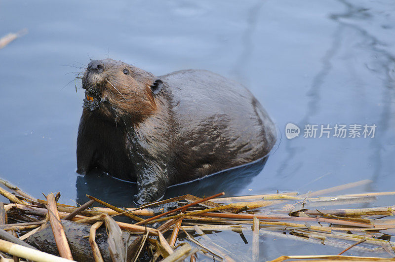 海狸筑坝