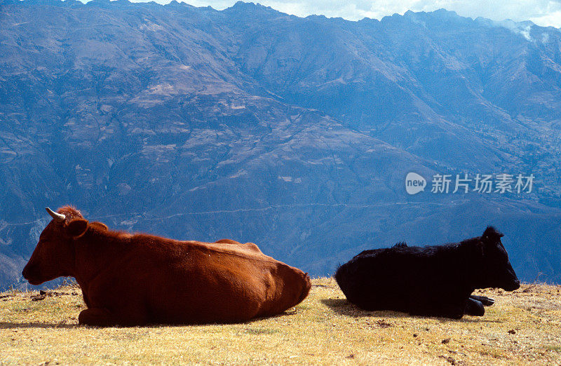两头牛躺在草地上。