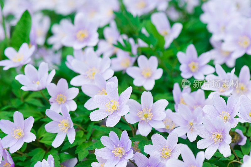 春天的花朵