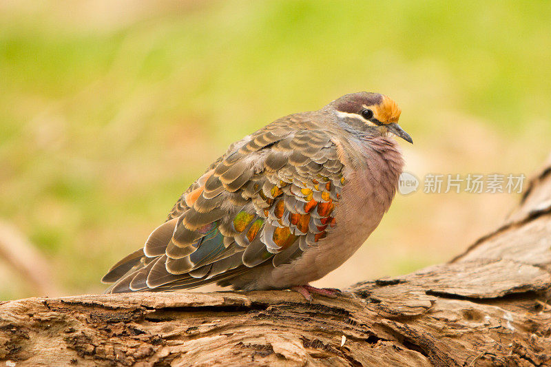 常见的Bronzewing