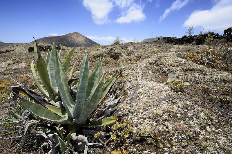 兰萨罗特火山和龙舌兰植物景观