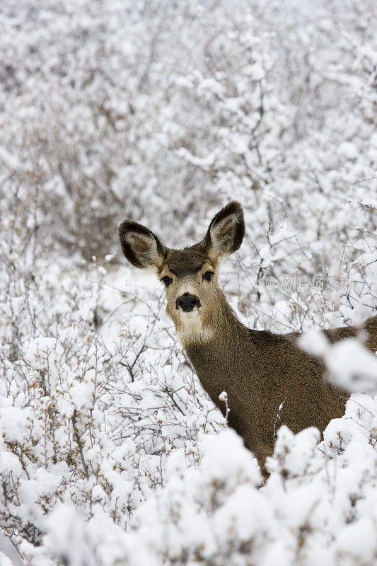 雪地里派克国家森林里的骡鹿