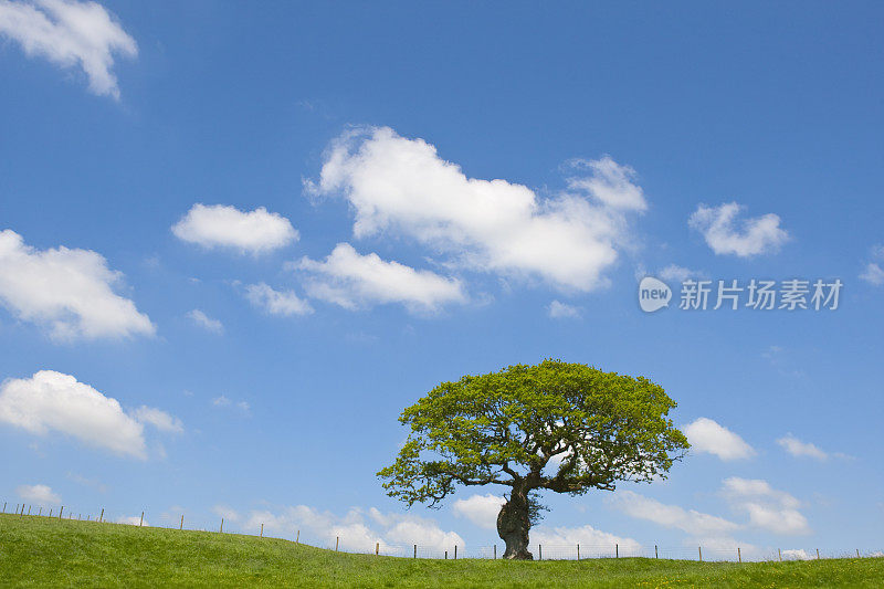 春天里孤独的橡树