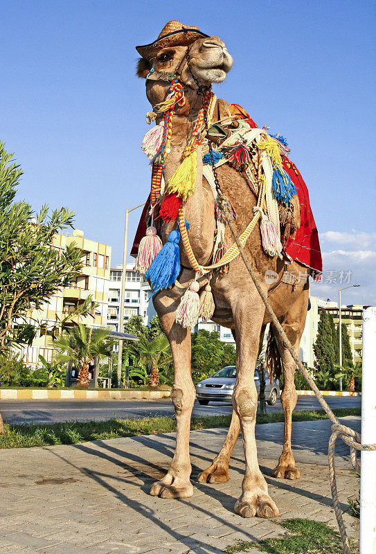 装饰的骆驼
