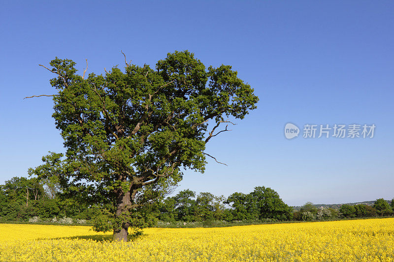 英格兰埃塞克斯夏天的油菜籽田