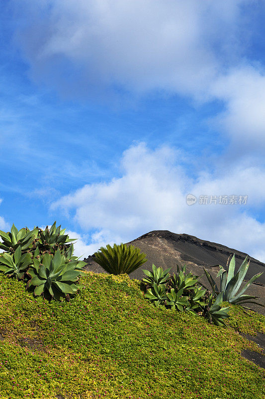 兰萨罗特岛:生长在火山土壤上的植物