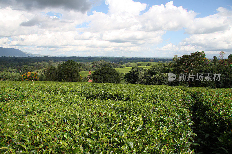 马拉维茶园里郁郁葱葱的绿茶树丛