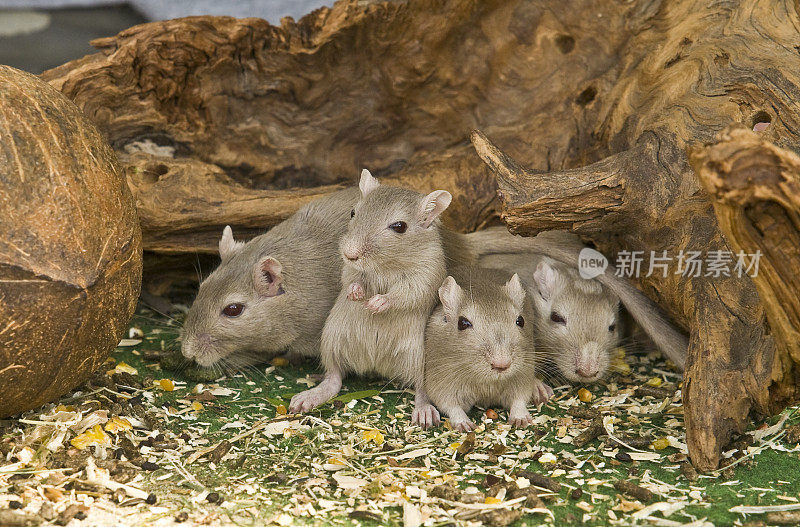 老鼠-四个朋友