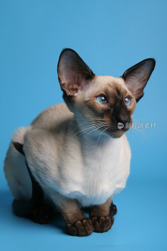 蓝眼睛垂直的暹罗猫