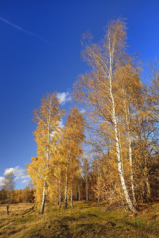 阳光照耀的桦树林在秋季景观