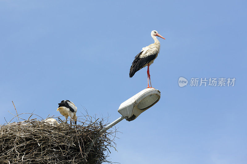 鹳站在一盏灯上