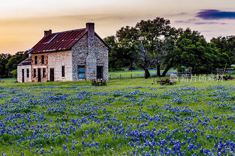 废弃的老房子在德克萨斯州野花。