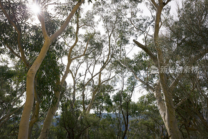 桉树，蓝山中的澳大利亚灌木