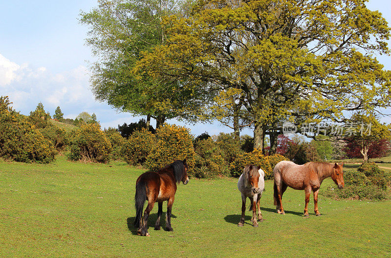 新森林景观图像与三匹小马在前景
