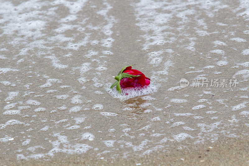 玫瑰在海滩上，冲浪