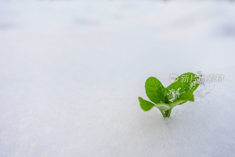 新生命从雪中生长