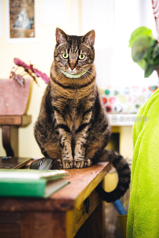 坐在桌子上的猫