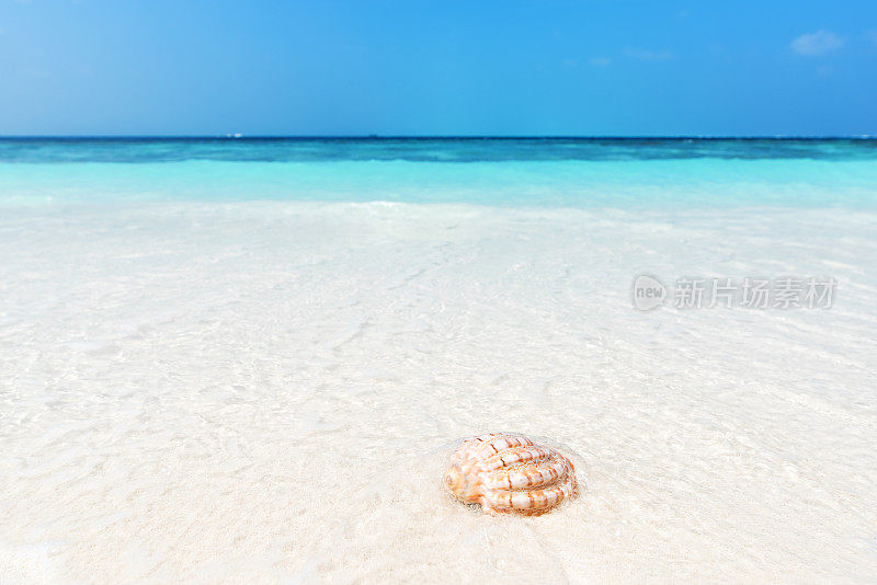海螺壳在海浪中