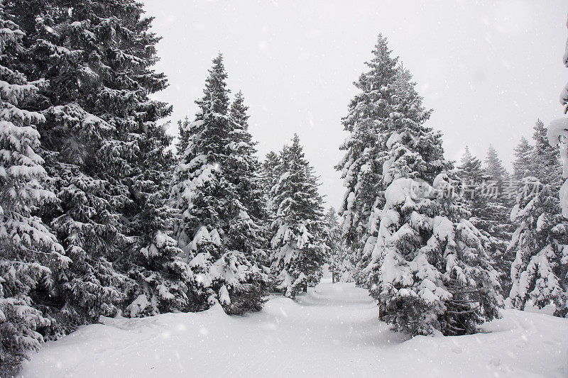 下雪的森林