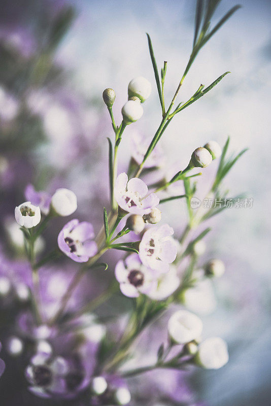 精致美丽的新鲜蜡花映衬着蓝色的背景