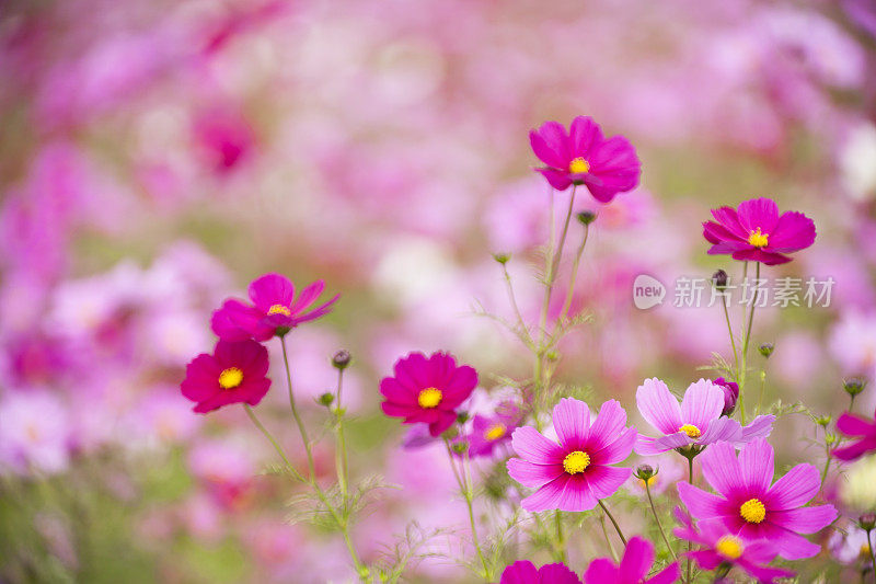 花园里的宇宙花