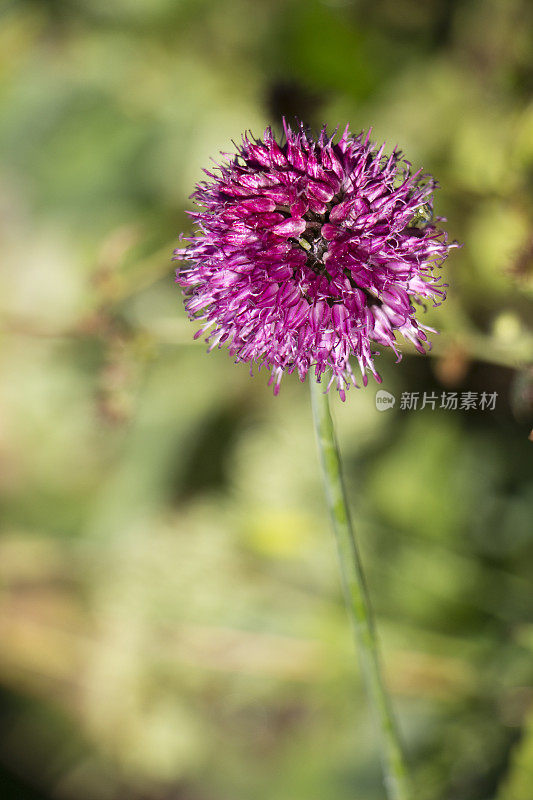 葱属植物