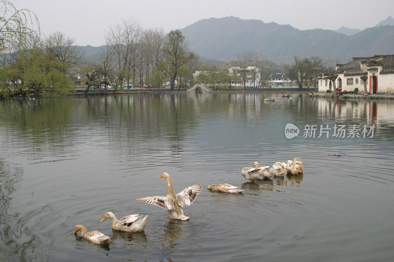 鹅在池塘里游泳，中国