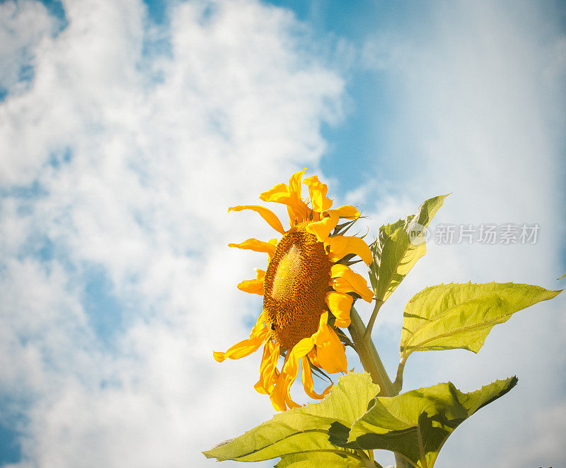 大猛犸象向日葵头特写