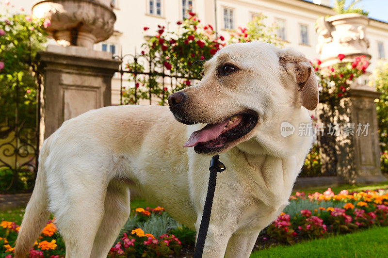 拉布拉多寻回犬