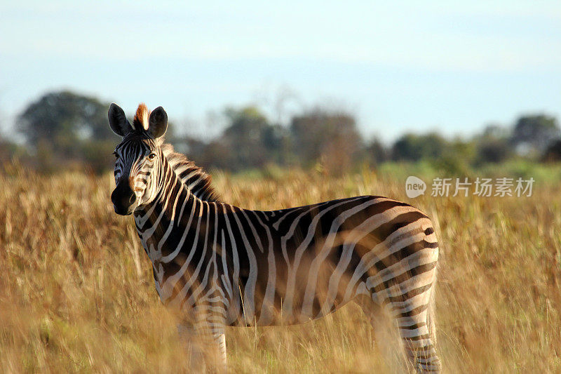 博茨瓦纳:奥卡万戈三角洲的斑马
