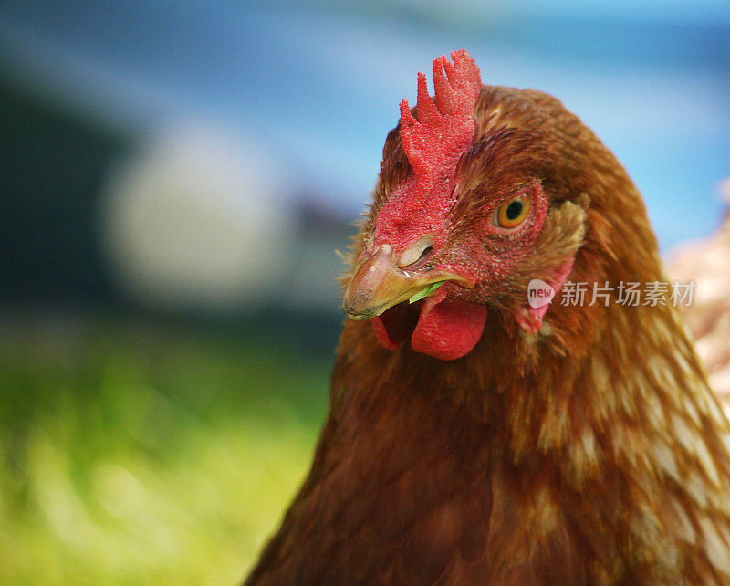 一个自由放养鸡的特写，在户外的田野里