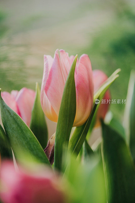 粉色郁金香花