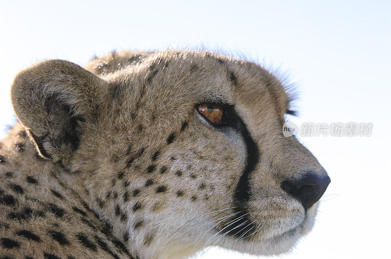 野生猎豹坐在Safari车顶的特写