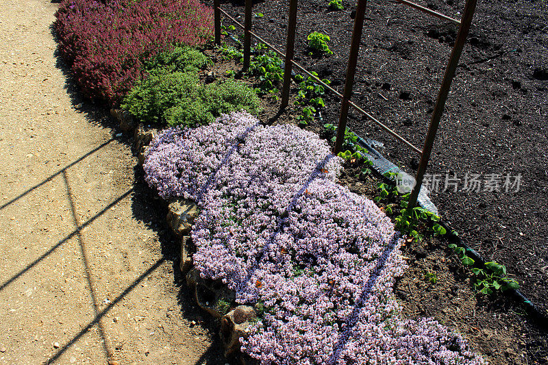 常见的花园百里香(百里香-寻常)花的草本花园图像