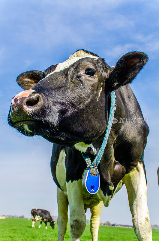 绿色田野上的荷兰奶牛