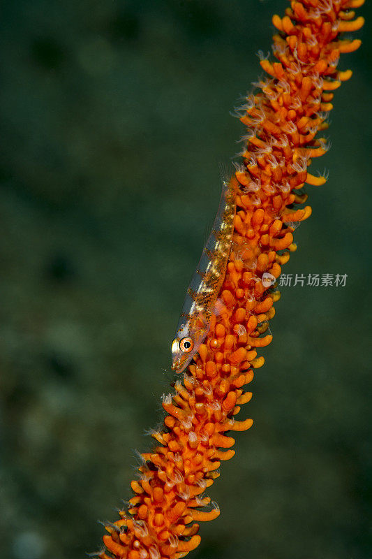 大型鞭状珊瑚虾虎鱼