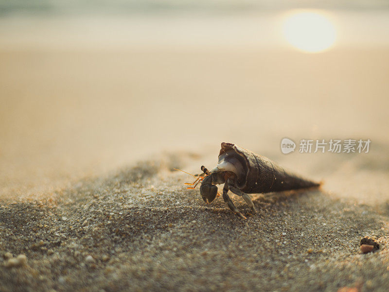 寄居蟹靠近海滩