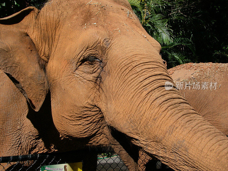 印度象史蒂夫欧文澳大利亚动物园