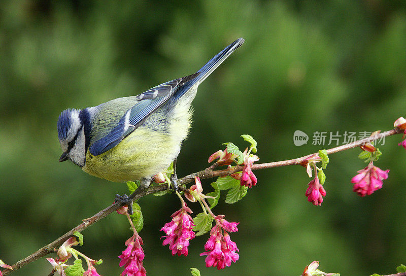 Bluetit在春天