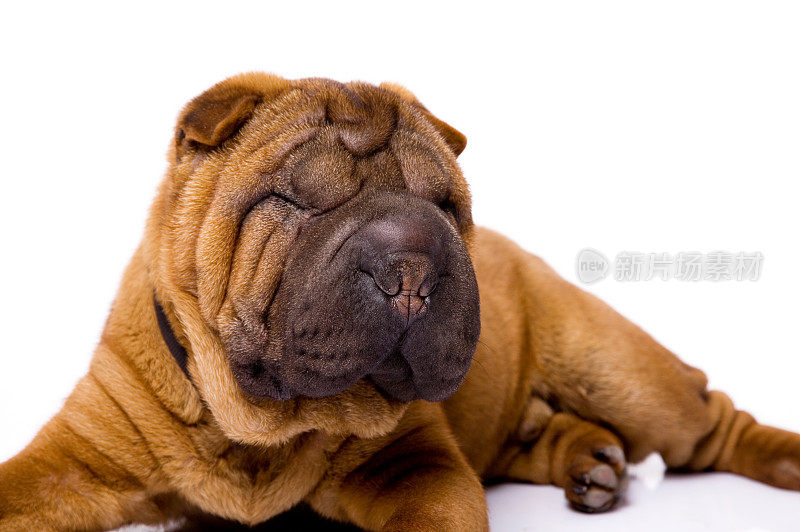 小狗sharpei