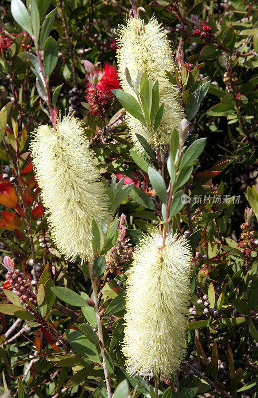 洗瓶刷工厂(callistemon)