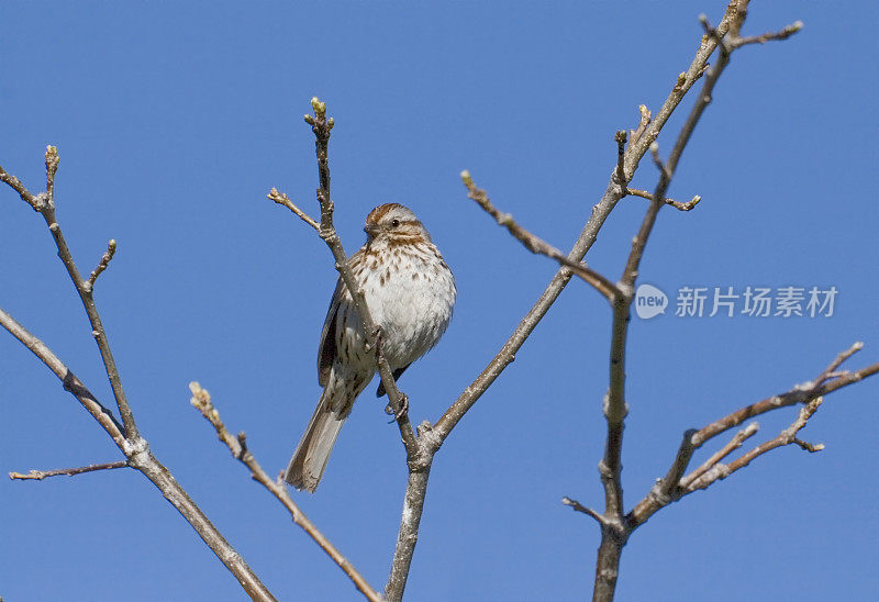 栖息的北美歌雀